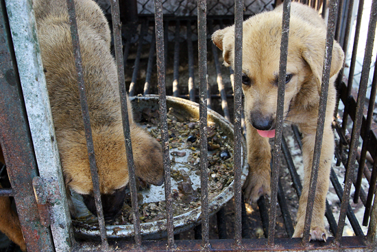 육면이 철장으로 이뤄진 '뻥개장' 안에서 음식물쓰레기를 먹는 개들