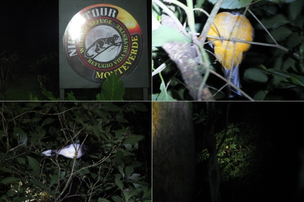 몬테베르데의 숲에서 이루어지는 야간생태투어에서는 낮에는 좀처럼 볼 수 없는 다양한 동물들을 가까이어 볼 수 있다.