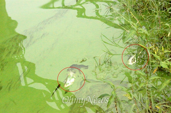 녹조로 뒤덮인 낙동강 칠곡보 하류 약 100m에서부터 1.5km까지 죽은 물고기들이 떠 있다.