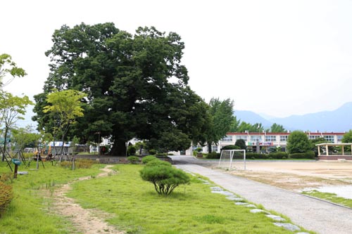 한재초등학교와 느티나무. 조선 태조 이성계가 직접 심었다고 전해지고 있다. '이성계 나무'로도 불린다.