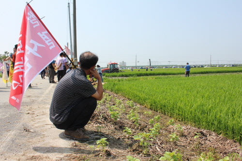 한 농민이 쌀 개방 반대 깃발을 들고 멀리서 논 갈아엎기 투쟁을 지켜보고 있다.