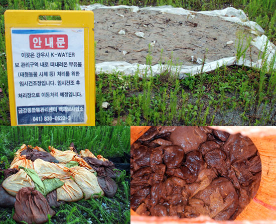한국수자원공사가 수거한 큰빗이끼벌레를 부유물 적치장에서 말리고 있다.
