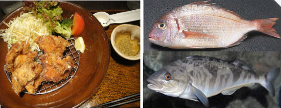 　　사진 왼쪽부터 일본 사람들이 좋아하는 닭고기 튀김과 도미, 임연수입니다. 