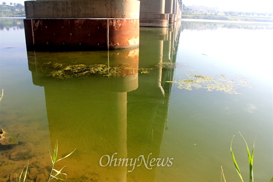 7월 31일 낙동강 수산교 아래에 녹조가 발생해 있다.