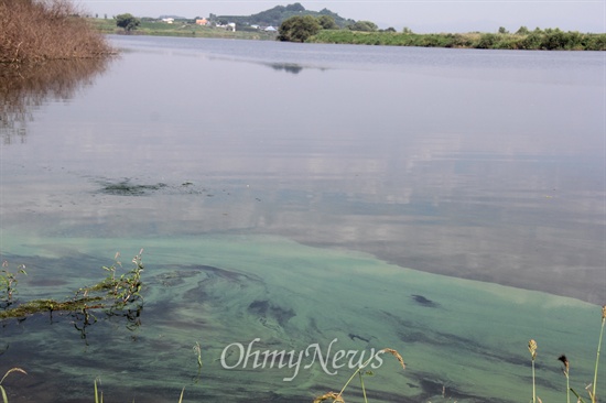 7월 31일 낙동강 창녕함안보 상류 선착장 위쪽에 녹조가 발생해 있다.