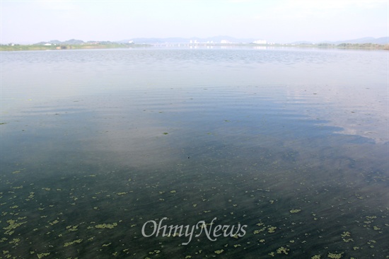  7월 31일 경남 창녕 도천면 우강리 쪽 낙동강에 녹조가 발생해 있다.