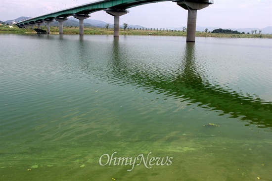  7월 31일 경남 합천군과 경북 달성군 사이 우곡교 부근 낙동강에 녹조가 발생해 있다.
