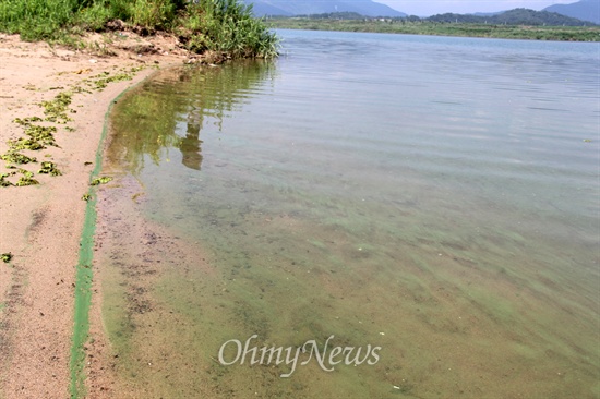 7월 31일 경남 합천군과 경북 달성군 사이 우곡교 부근 낙동강에 녹조가 발생해 있다.