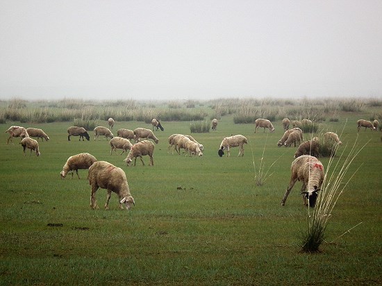 내몽고의 사막화는 양떼의 먹이인 풀들을 사라지게 만들고 있다. 
