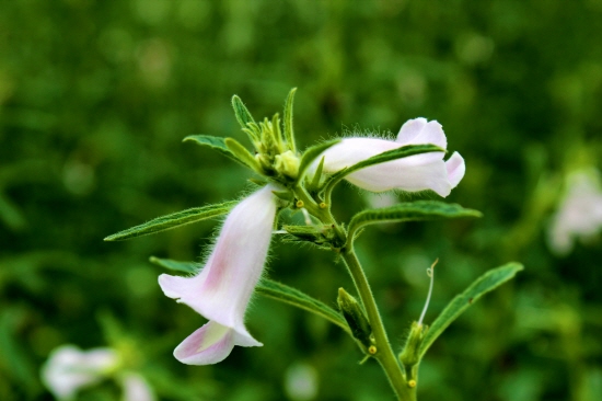 하얀 종모양의 참깨꽃