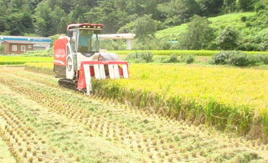 창원시농업기술센터 마산합포구 진전면 이명들에서 벼를 8월 1일 첫 수확하였다.