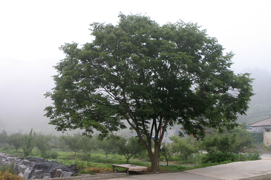 활골마을 삼거리에 서있는 느티나무. 이 앞에 차광막을 깔고 앉아 담소를 나눈다.