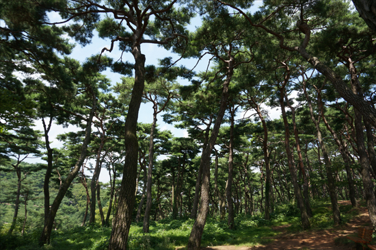 고창읍성(사적 제145호,모양성)의 소나무 숲 일부.