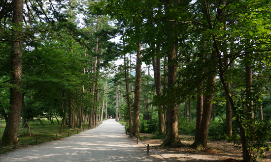 제7회 아름다운 숲 전국대회 공존상 수상한 내소사 전나무 숲 일부가 태풍 볼라벤 피해를 입었다. 맨끝부분부터 30여그루. 