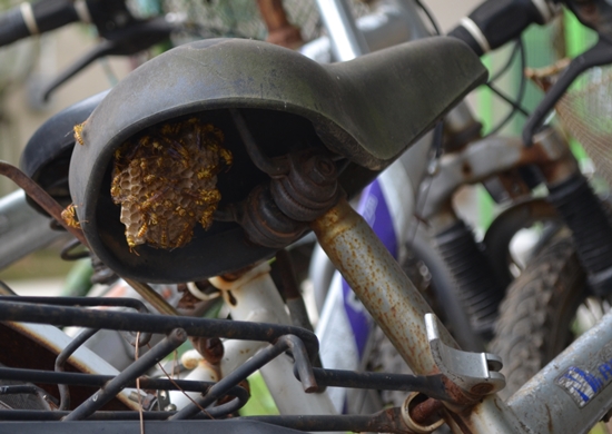 자전거 안장에 벌집을 지은 쌍살벌