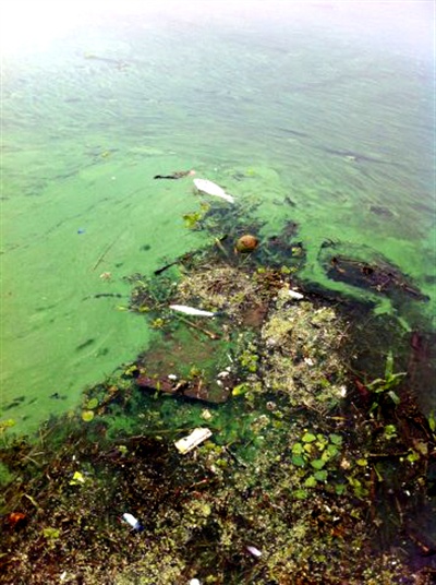 13일 낙동강 강정고령보 하류인 사문진교 부근에 녹조가 발생한 가운데, 죽은 어류가 발견되었다.