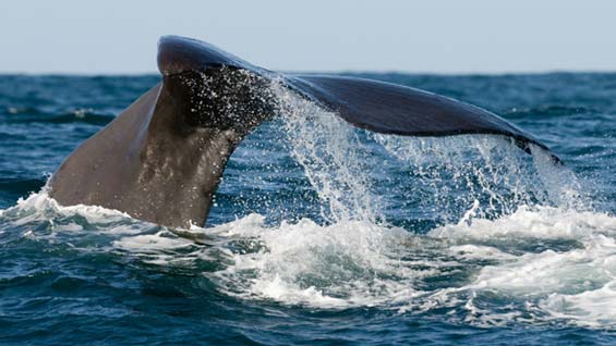 뉴질랜드 카이코우라 앞바다에서 헤엄치는 향유고래