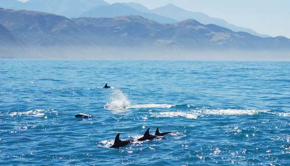 뉴질랜드 카이코우라 앞바다를 헤엄치는 흰배낫돌고래들