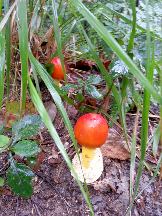 청계산 붉은달걀버섯(8월16일 청계산: 별명을 ‘태양의 심장’이라 붙였다.)