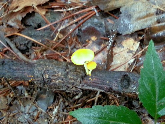 독버섯 노랑다발버섯(8월16일 청계산, 별명을 ‘노란 웃음 뒤의 암적 존재’라 붙였다.)