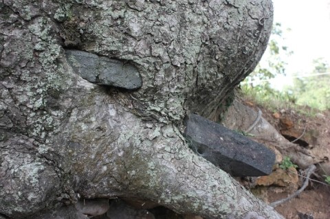 나무 속의 벽돌 