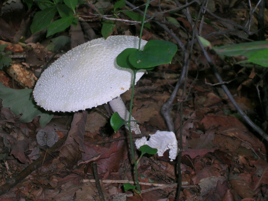 가을 산에는 이런 버섯이 많다. 먹울 수 있는 버섯이라도 채취에 신중을 기해야 한다. 