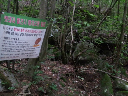 태고적 신비로움을 간직한 소백산속인지라 언제 어디서 멧돼지를 만나도 이상하지 않을 정도다. 