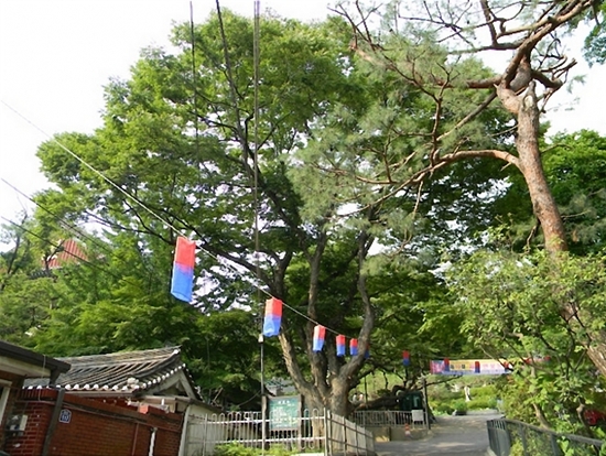 봉원사 입구에서 일주문의 역할을 하고 있는 고목 느티나무, 승려들의 집도 절 가까이에 자리하고 있다. 