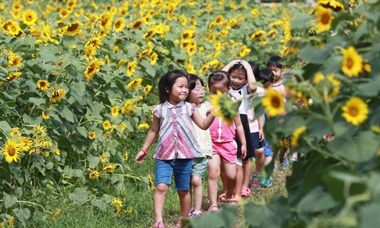  26일 오전 경남 함양군 함양읍 상림경관단지를 찾은 어린이들이 활짝 핀 해바라기와 함께 즐거운 시간을 보내고 있다.