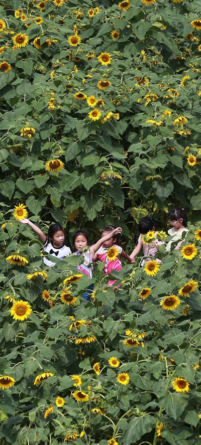  26일 오전 경남 함양군 함양읍 상림경관단지를 찾은 어린이들이 활짝 핀 해바라기와 함께 즐거운 시간을 보내고 있다.