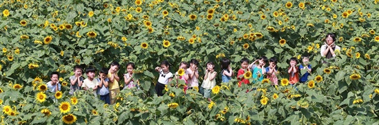  26일 오전 경남 함양군 함양읍 상림경관단지를 찾은 어린이들이 활짝 핀 해바라기와 함께 즐거운 시간을 보내고 있다.