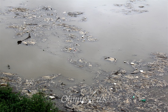 낙동강 창녕 임해진 쪽에 많은 쓰레기들이 떠내려 와 있다.