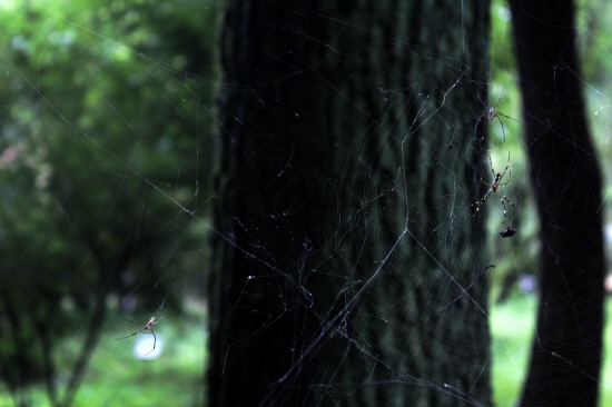 숲에서 만난 거미는 어제의 폭우에 밤새 자신의 거미집을 지켜내느라 지친 몸과 마음을 쉬고 있는지 아주 곤하게 자는 듯 보인다.

