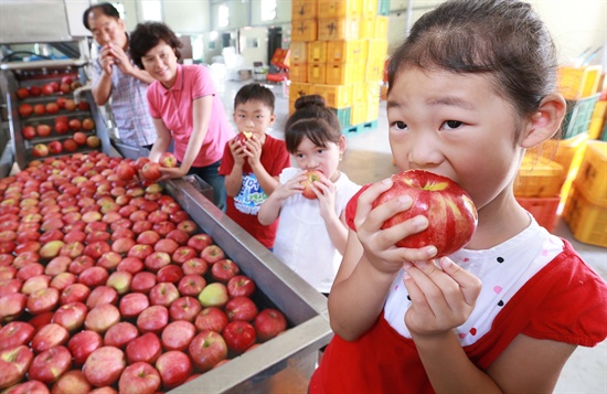 추석을 10일여 앞두고 추석용 사과 출하가 한창인 가운데 경남 함양 서하면 함양산들영농조합에서 어린들이 세척한 사과를 껍질째 먹고 있다.