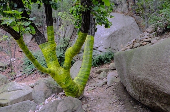 '참나무 시들음병'으로 붕대를 하고 있는 참나무류의 나무들.