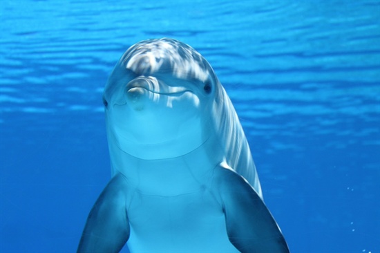 돌고래는 인간 이상의 지성과 감성을 가진 것으로 추측된다.