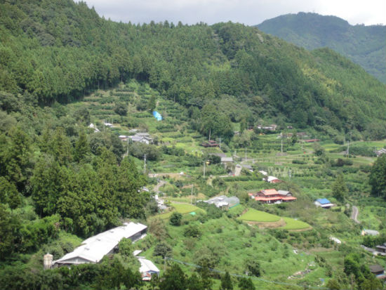       산 속 가츠가미 마을 풍경입니다. 마을은 삼나무 숲으로 둘러 싸여있고 계단식 차밭이나 유자밭이 잘 가꾸어져 있습니다.