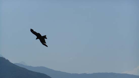 맥간 하늘을 날고 있는 독수리