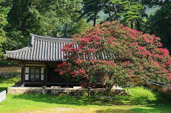 붉게 달아오른 남도의 꽃, 배롱나무를 보니 거창은 역시 경상남도 구나 느끼게 된다