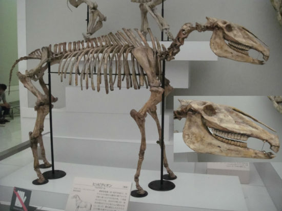 　　박물관에 전시된 말 화석입니다. 말 입은 앞니와 어금니 사이에 간격이 있어서 입안에 쇠로된 재갈을 물려서 고삐를 맬 수 있습니다.