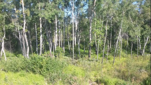 철길따라 끝없이 펼쳐진 자작나무숲
