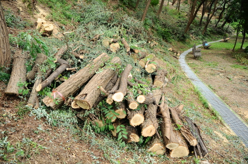 약 250주의 나무가 벌목되었다. 