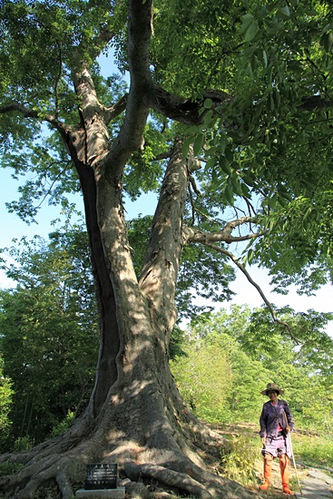 500년 된 의중마을 당산나무와 강영숙(72) 할머니