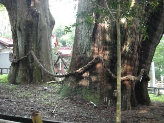 　　사진 오른쪽 나무가 나무 나이가 3천 년이 넘습니다. 둘레는 20 미터가 넘고 높이는 60 미터를 넘습니다. 