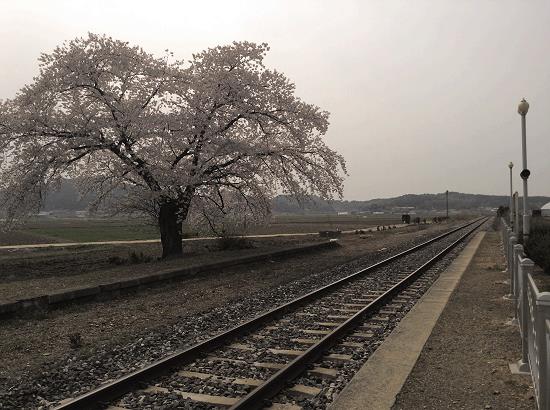 임피역사 뒤 철길에는 이제 기차가 다니지 않는다. 대신 오래된 벚꽃 나무 한 그루만이 지키고 있을 뿐이다.
