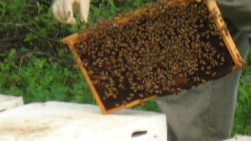크기가 똑같은 양봉통일지라도 벌의 마리수에 따라 꿀의 수확량이 결정된다.