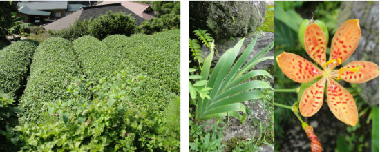      정복사 절 경내에 있는 차나무 밭과 범부채 잎과 꽃입니다. 경내에는 만요수(万葉集, 일본 고대 민요집)에 나오는 여러 꽃과 나무를 심어놓았습니다.
