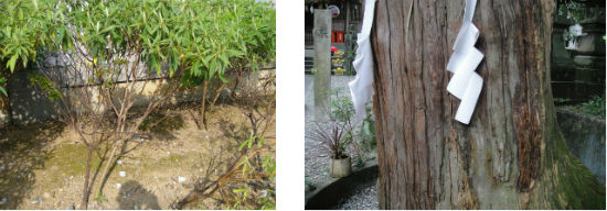 　　종이 박물관 앞에 있는 삼지닥나무와 마스모토 신사 경내에 있는 800년 된 삼나무입니다.