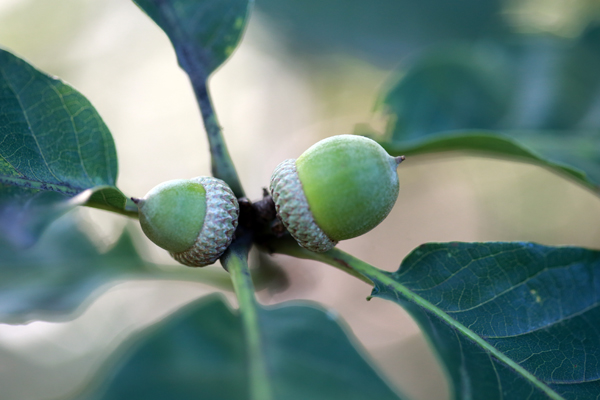 신갈나무 열매, 흔히 도토리로 통칭되기도 한다. 