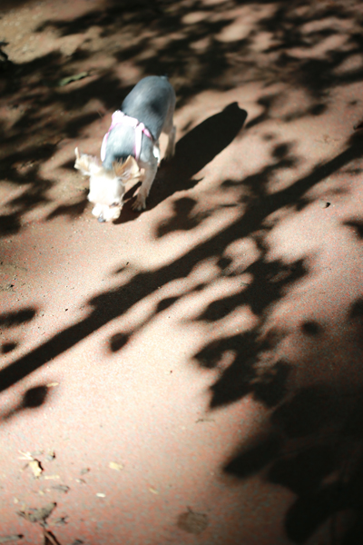 산책을 나온 강아지 한 마리가 아침햇살이 그린 나뭇잎에서 가을 냄새를 맡는듯 하다.